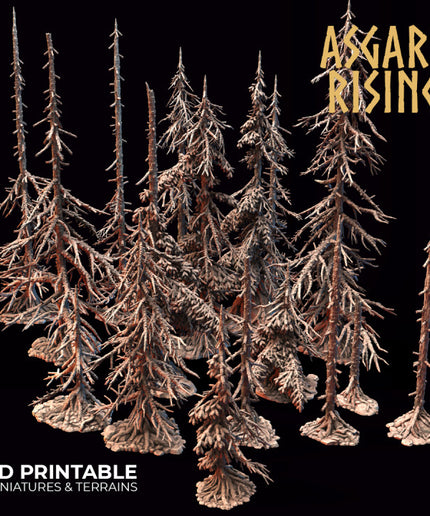 Coniferous Forest - Dry Spruce Trees