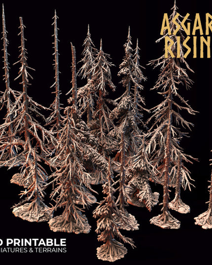 Coniferous Forest - Dry Spruce Trees