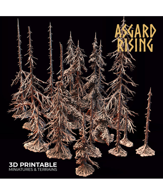 Coniferous Forest - Dry Spruce Trees